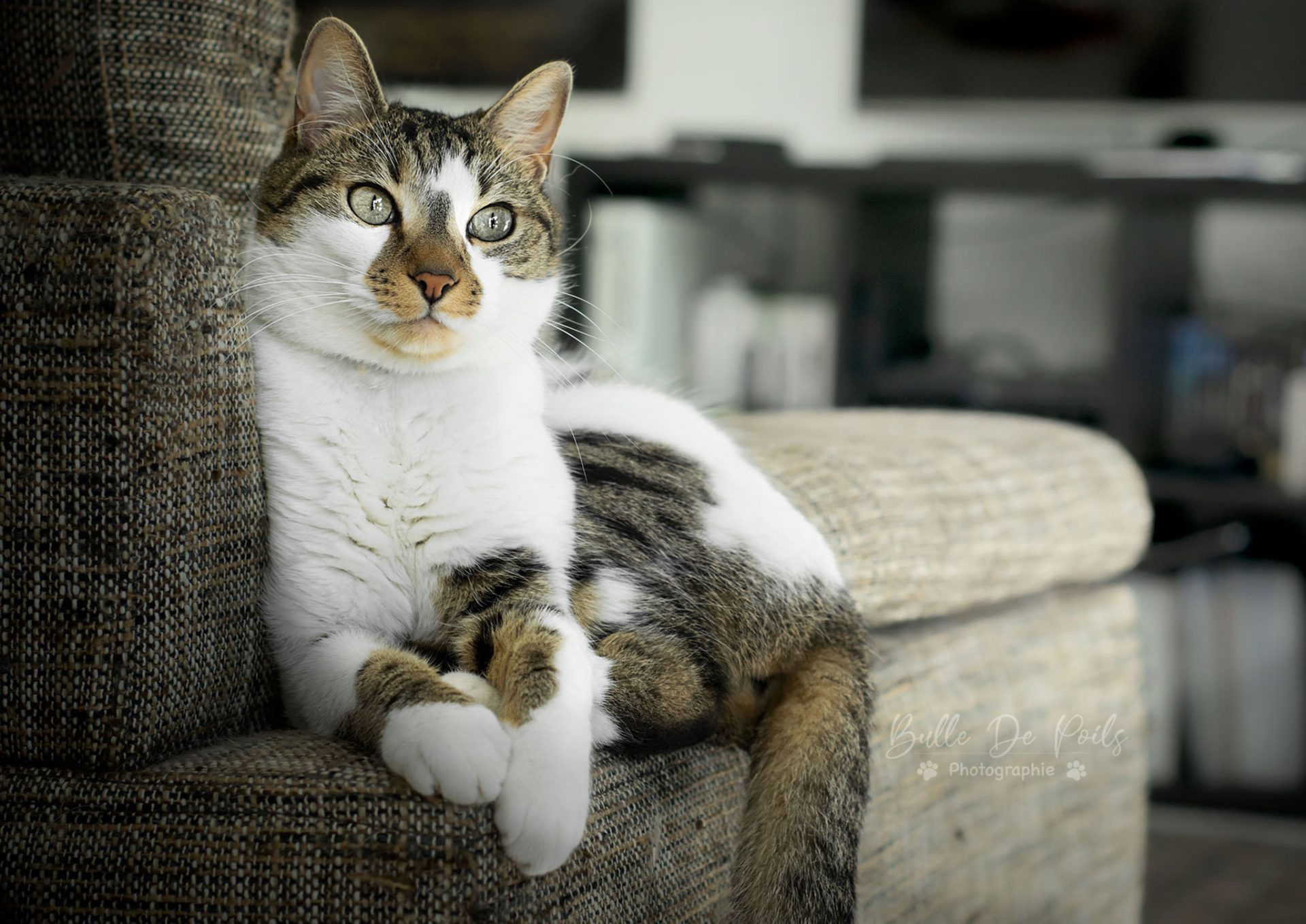 Chat tigré blanc sur canapé -portrait bulle de poils