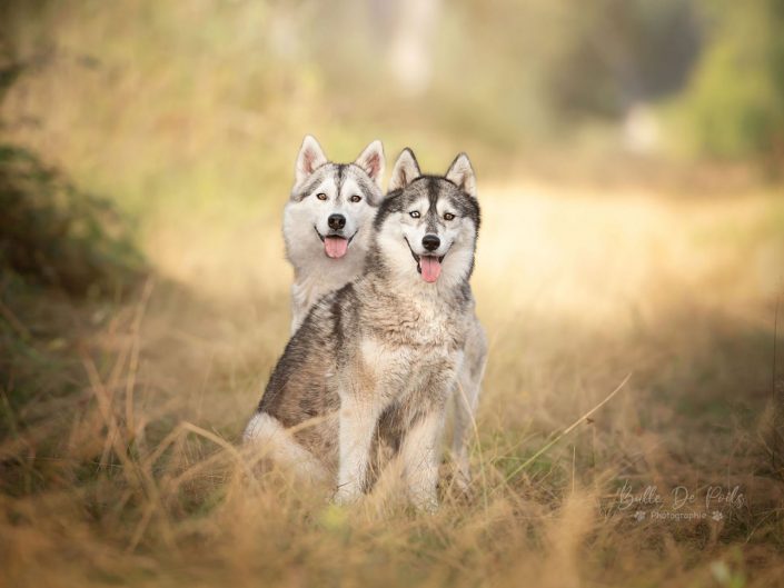 Deux huskies dans une plaine